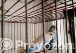 এক জোরা বাজুরিকা পাখি