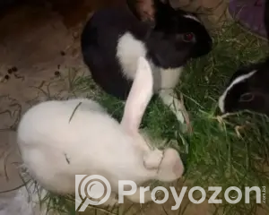 3265561_NzgwLTEwNDAtZjVhMmIxNWZiMw_2026-05-24_18-57-05