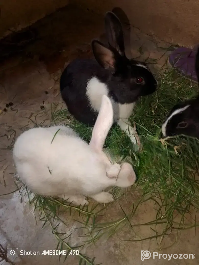 A Pair of Rabbits