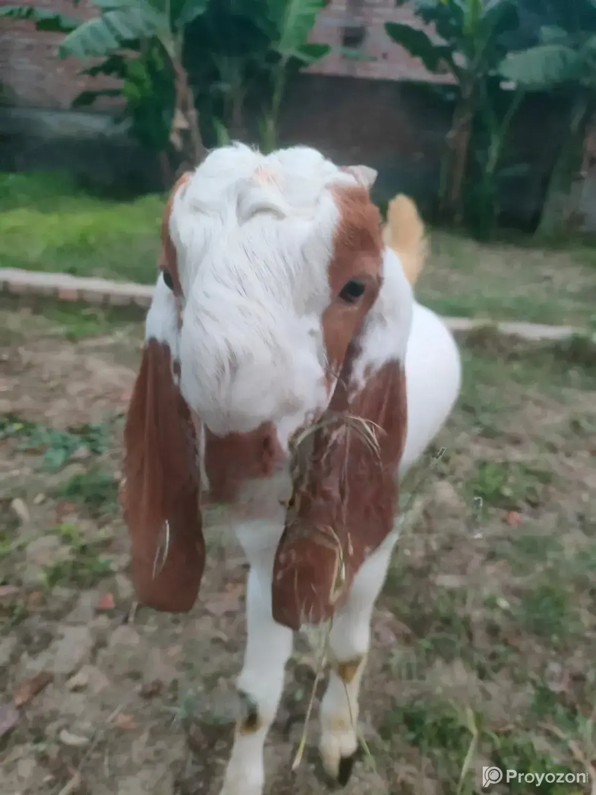 Goat Buck