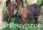 Two Totapuri goats for sale