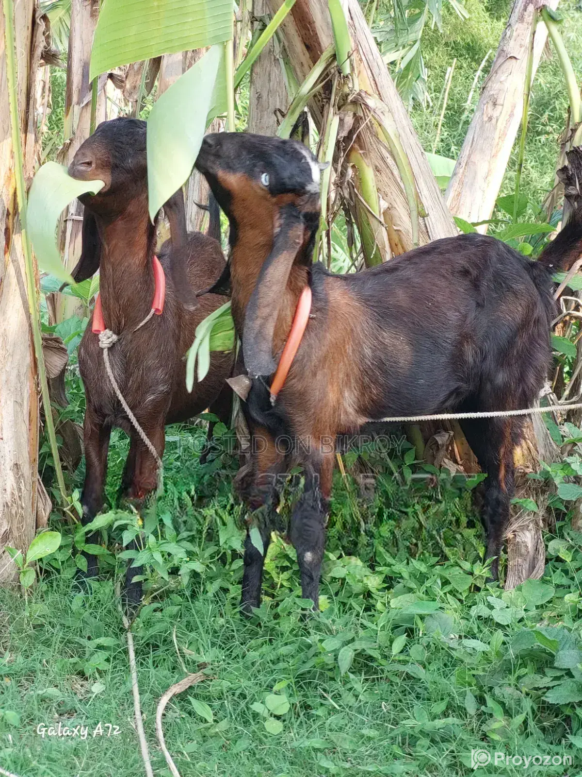 Two Totapuri goats for sale