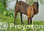 Two Totapuri goats for sale