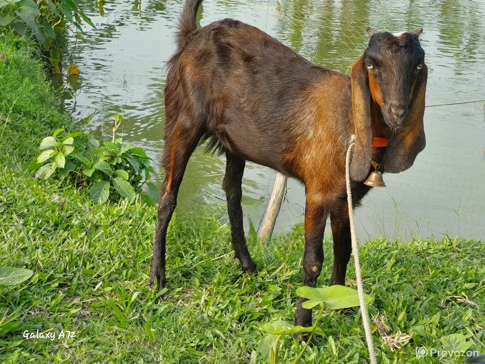 Two Totapuri goats for sale