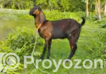 Two Totapuri goats for sale
