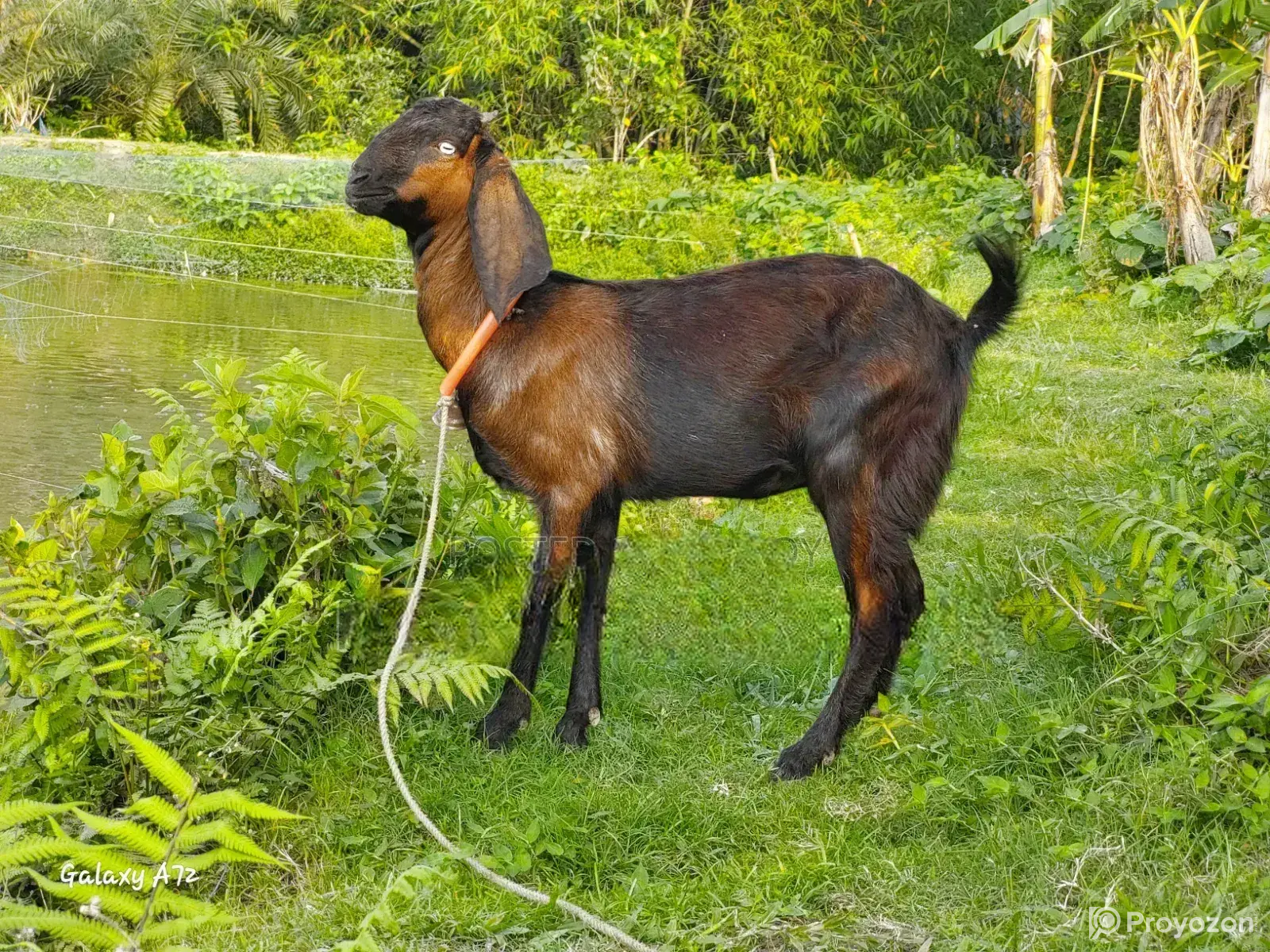 Two Totapuri goats for sale
