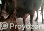 Cattle for Qurbani available for share