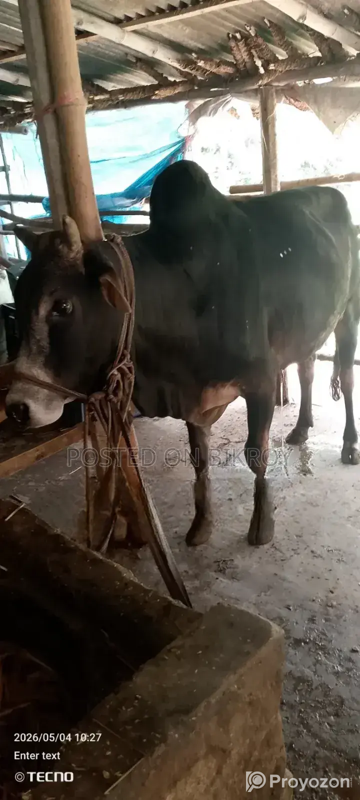 Cattle for Qurbani available for share