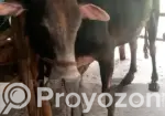 Cattle for Qurbani available for share