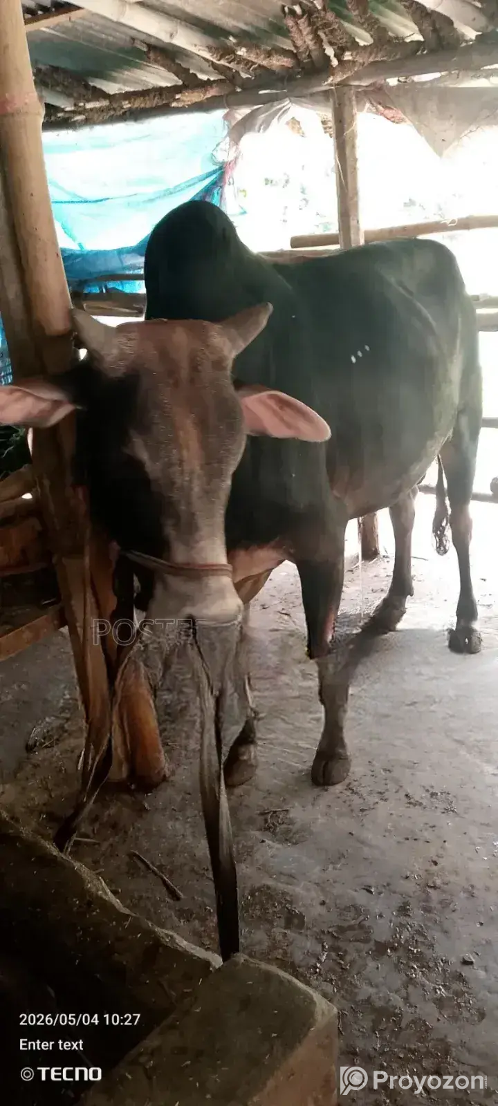Cattle for Qurbani available for share