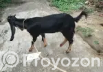 A very high-quality kid (goat)