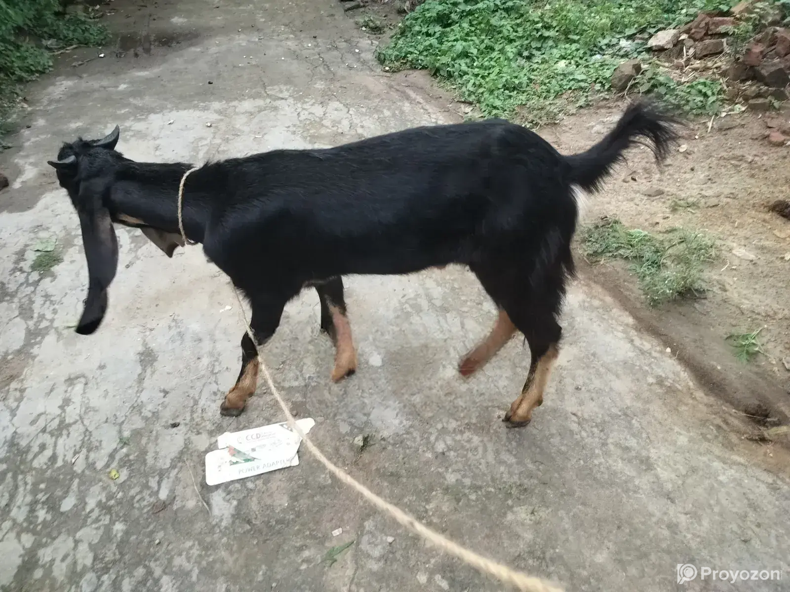 A very high-quality kid (goat)