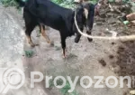 A very high-quality kid (goat)