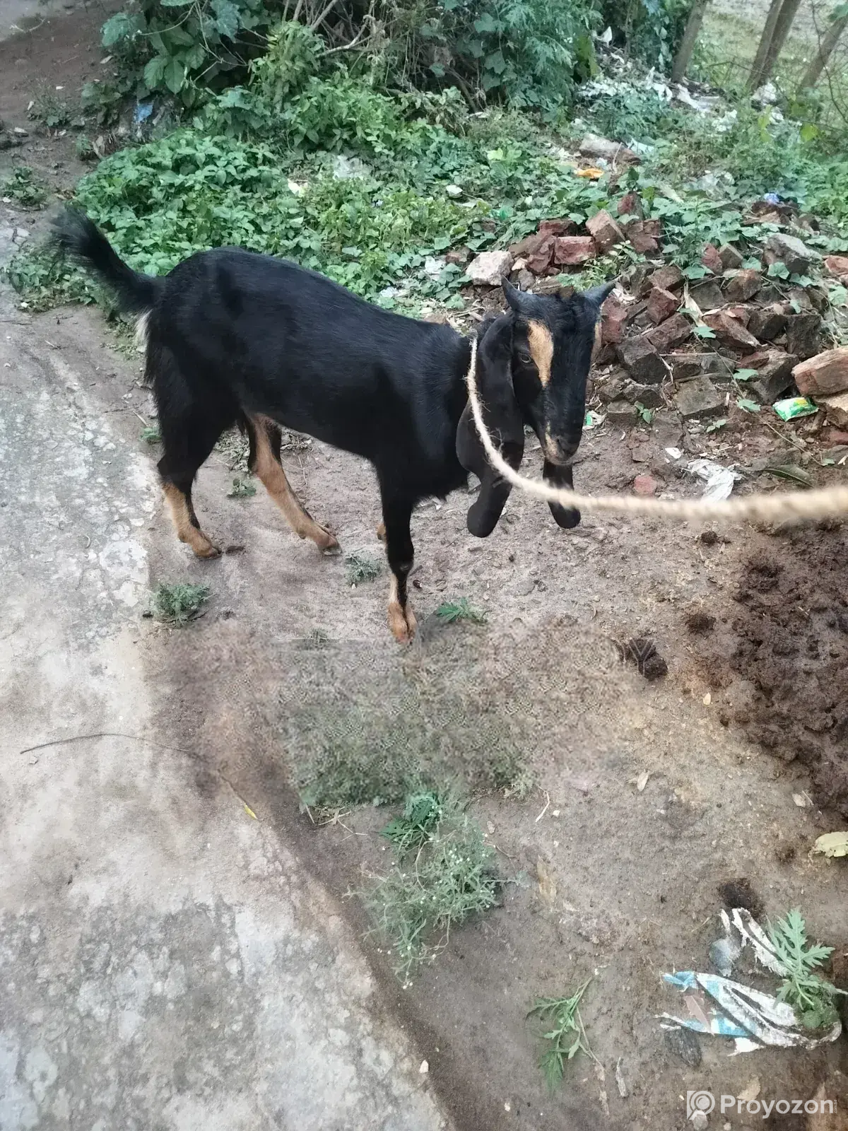 A very high-quality kid (goat)