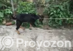 A very high-quality kid (goat)