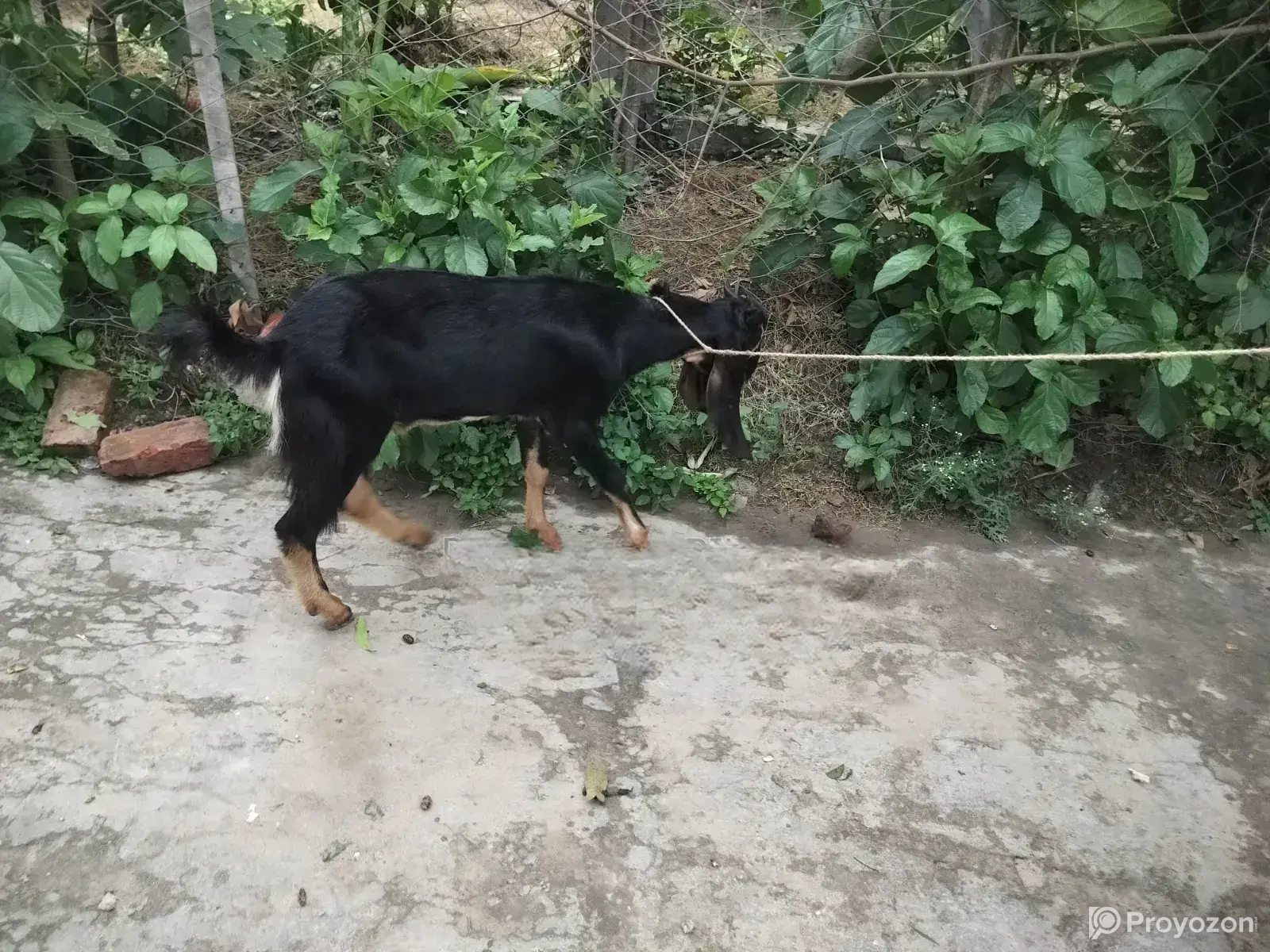 A very high-quality kid (goat)
