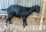 Goat Sale