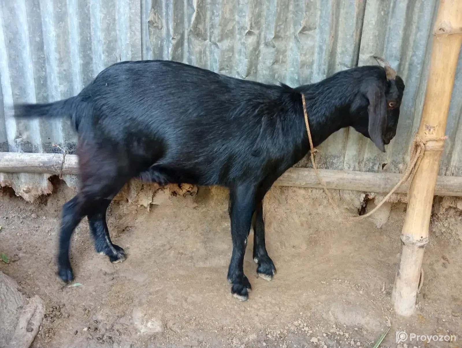 Goat Sale