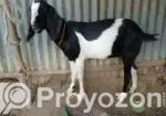 Goat Sale