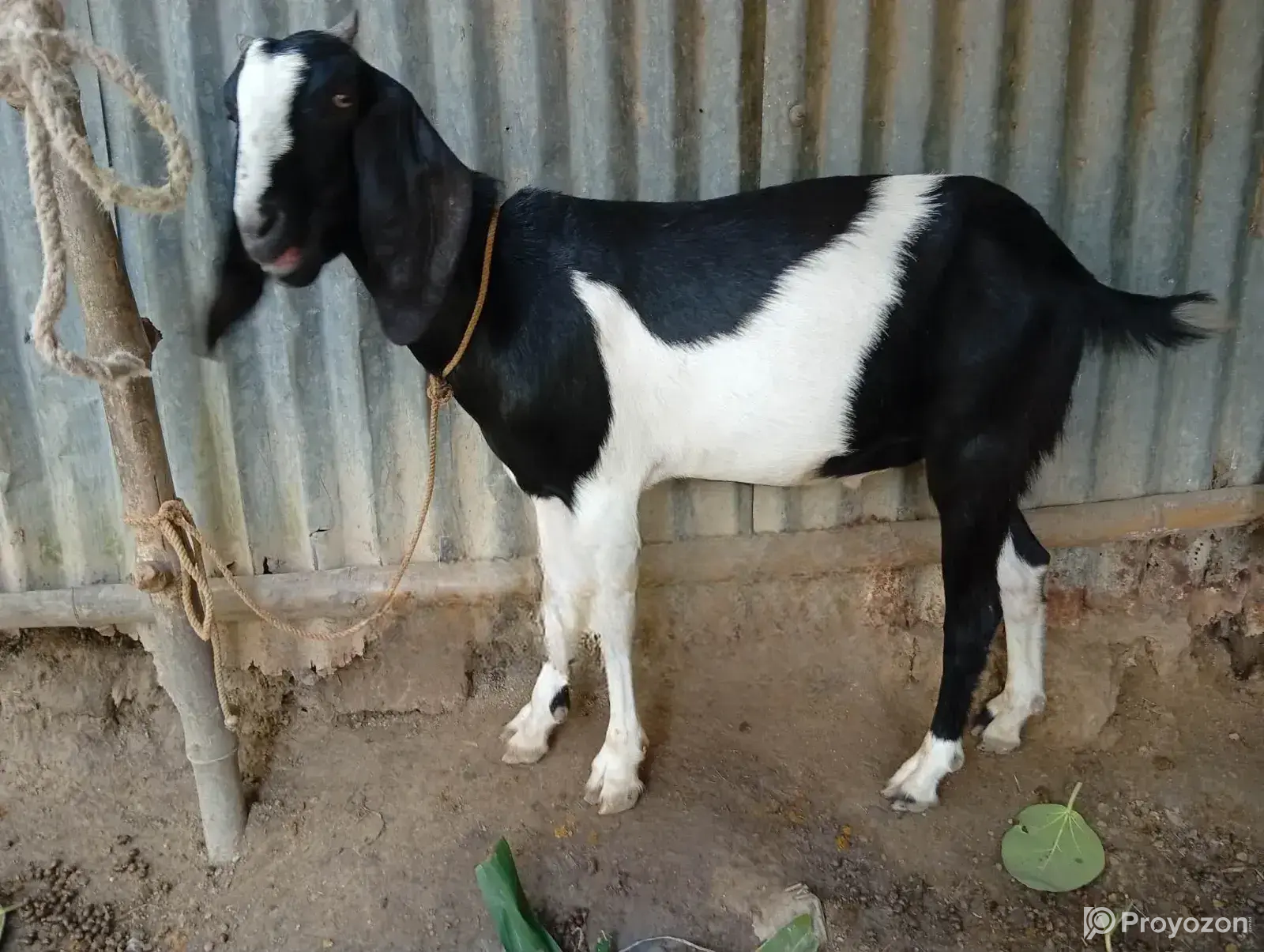 Goat Sale