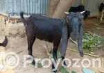 Goat Sale