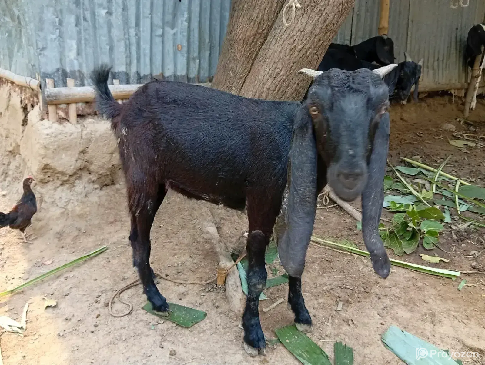 Goat Sale