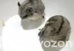 Dwarf Campbell Hamster