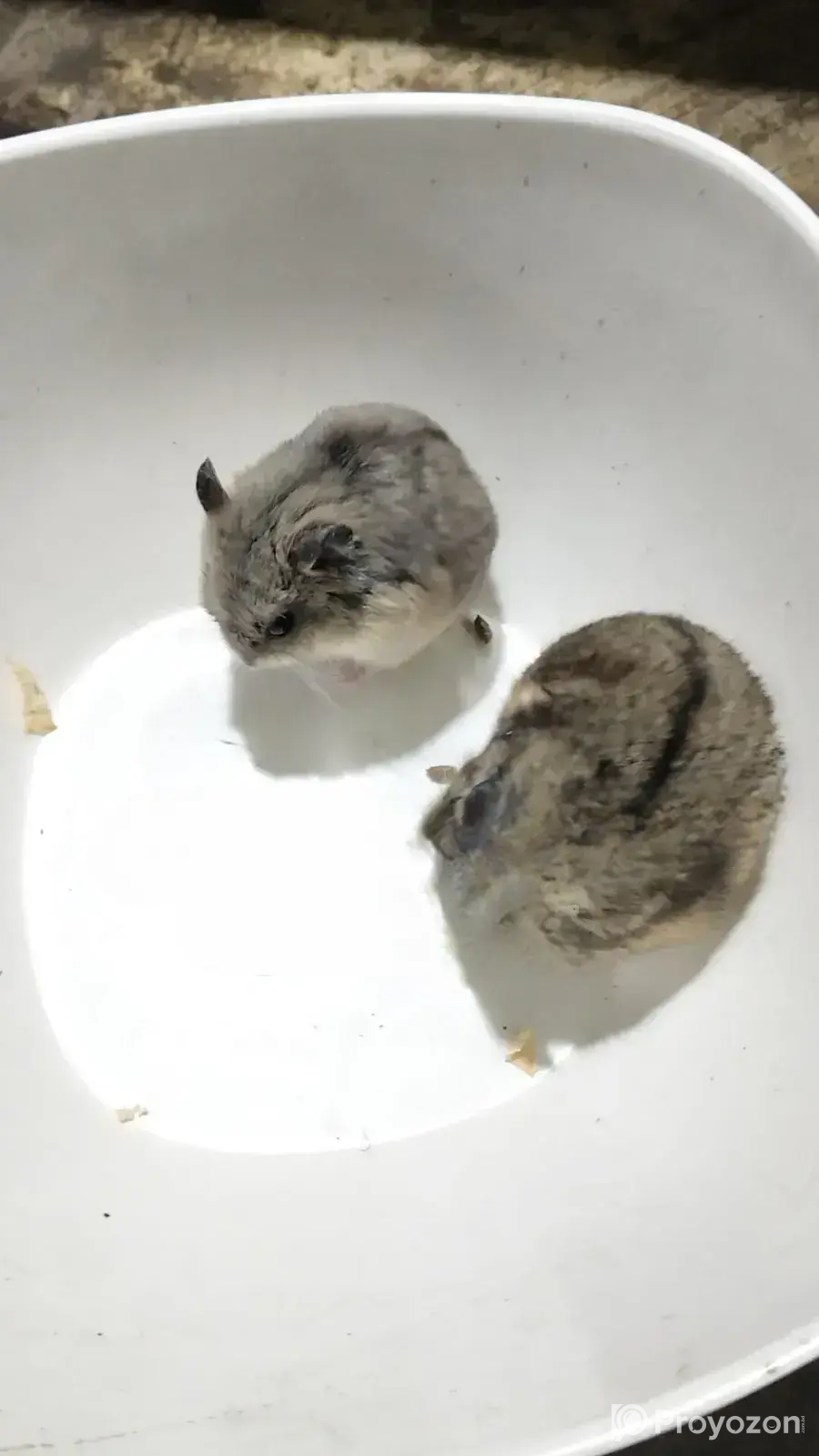 Dwarf Campbell Hamster