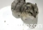 Dwarf Campbell Hamster