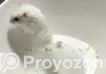 Dwarf Campbell Hamster