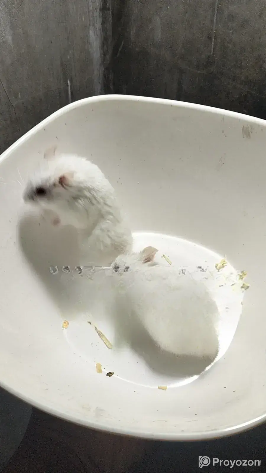 Dwarf Campbell Hamster