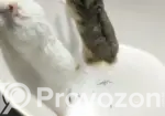Dwarf Campbell Hamster