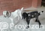 Local Goat with 2 Cross-Breed Kids