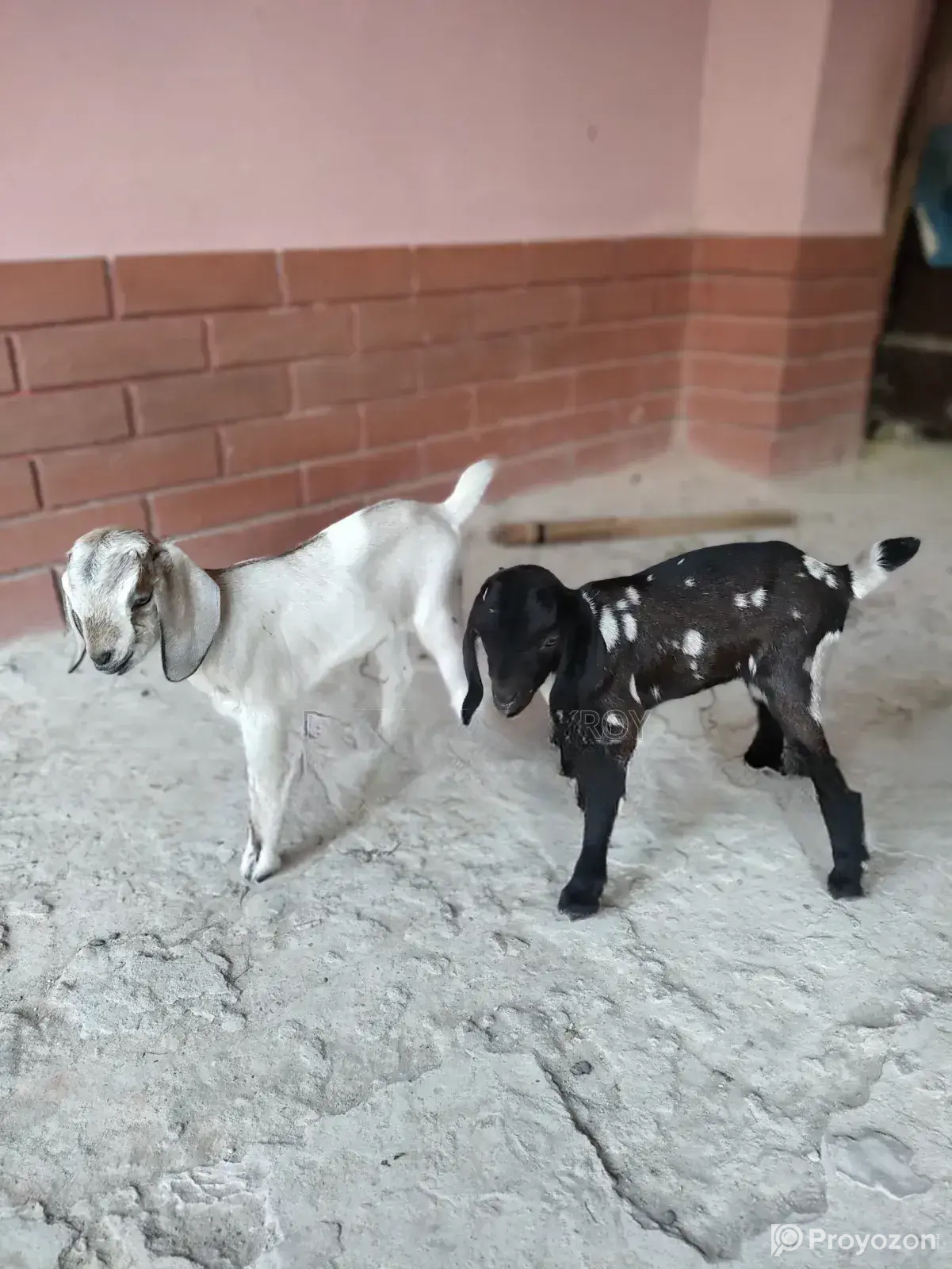Local Goat with 2 Cross-Breed Kids