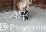 Local Goat with 2 Cross-Breed Kids