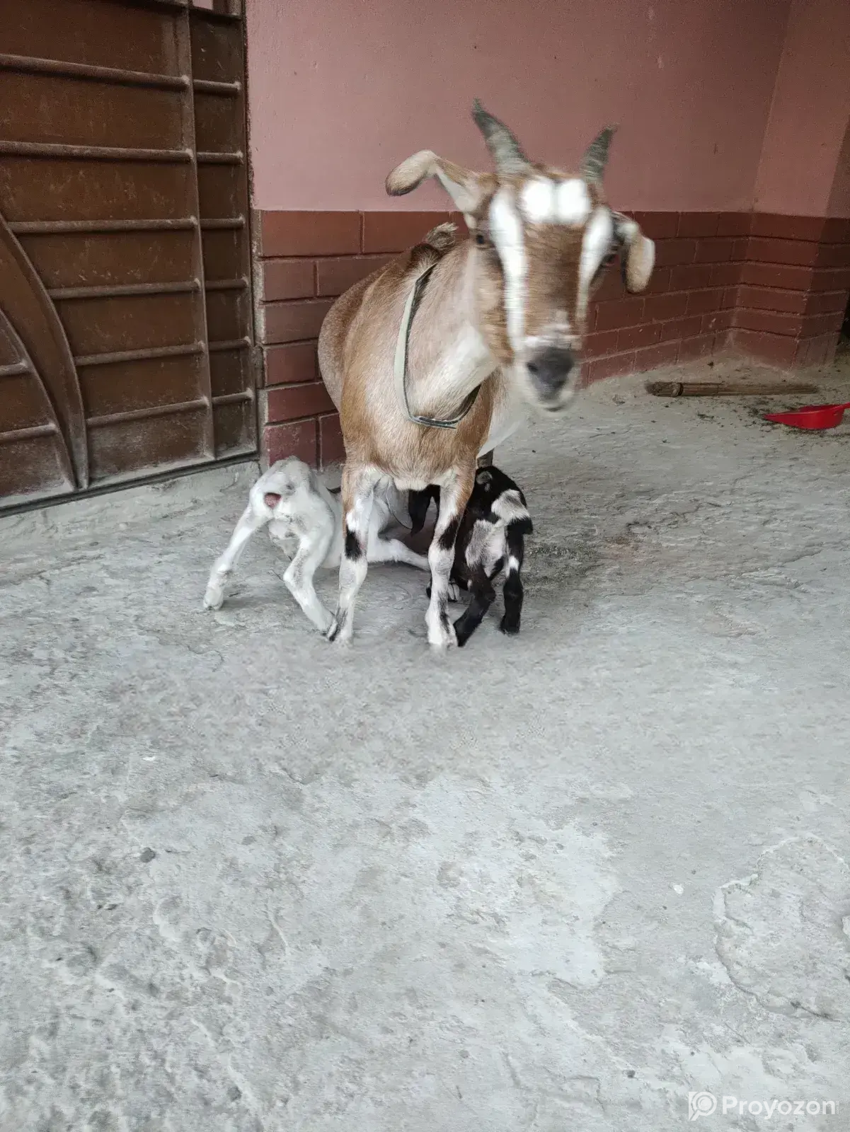 Local Goat with 2 Cross-Breed Kids