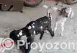 Local Goat with 2 Cross-Breed Kids