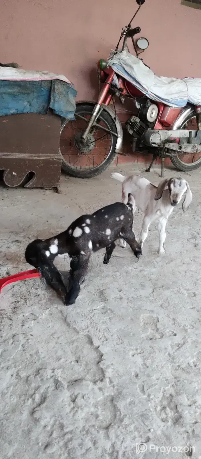 Local Goat with 2 Cross-Breed Kids