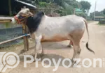 Cow for Sale.