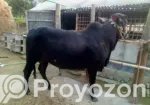 Cow for Sale.