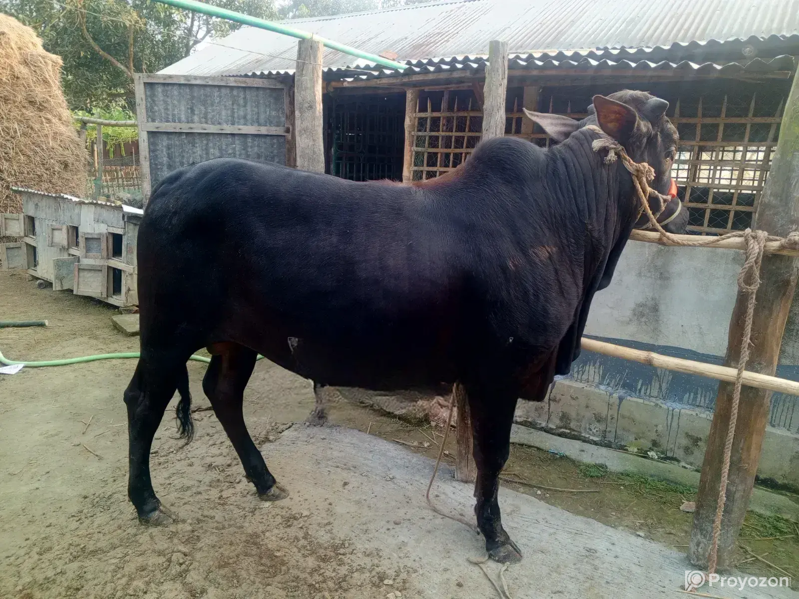 Cow for Sale.