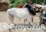Cow for Sale.