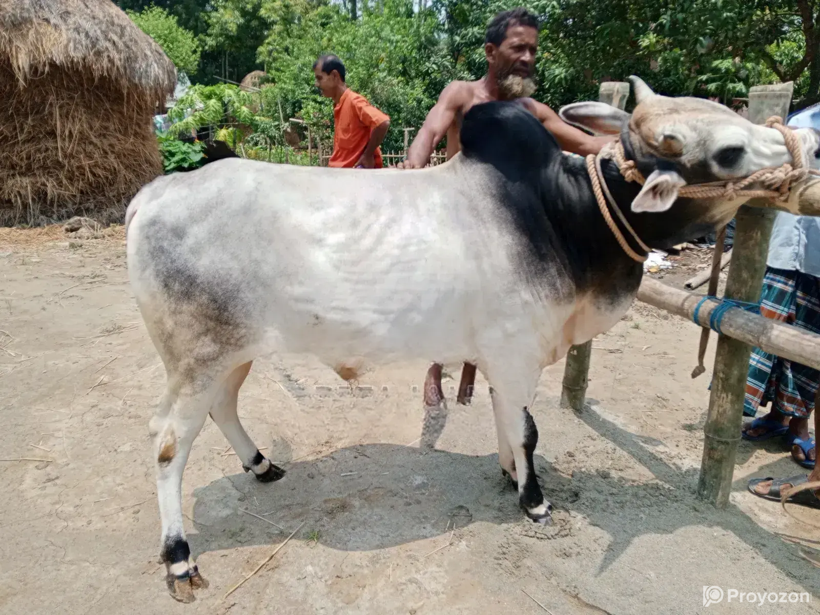 Cow for Sale.