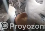 Japanese Bantam