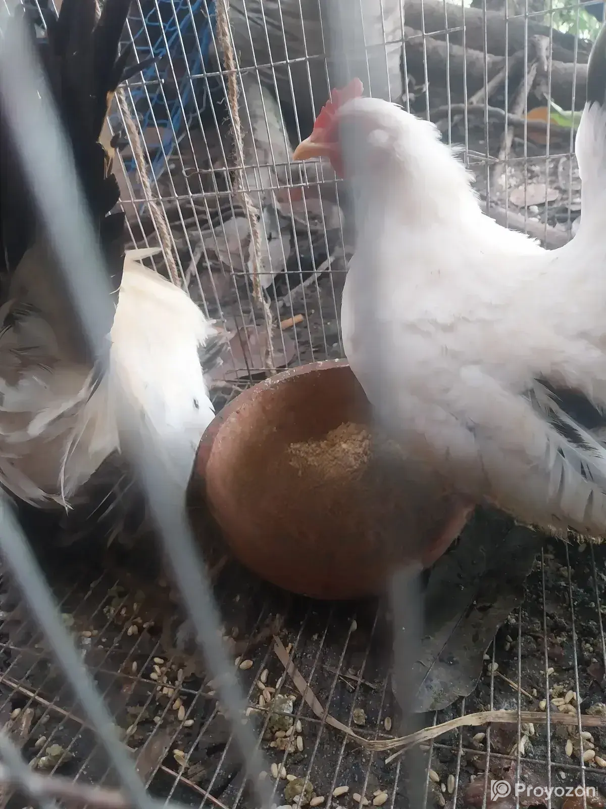 Japanese Bantam