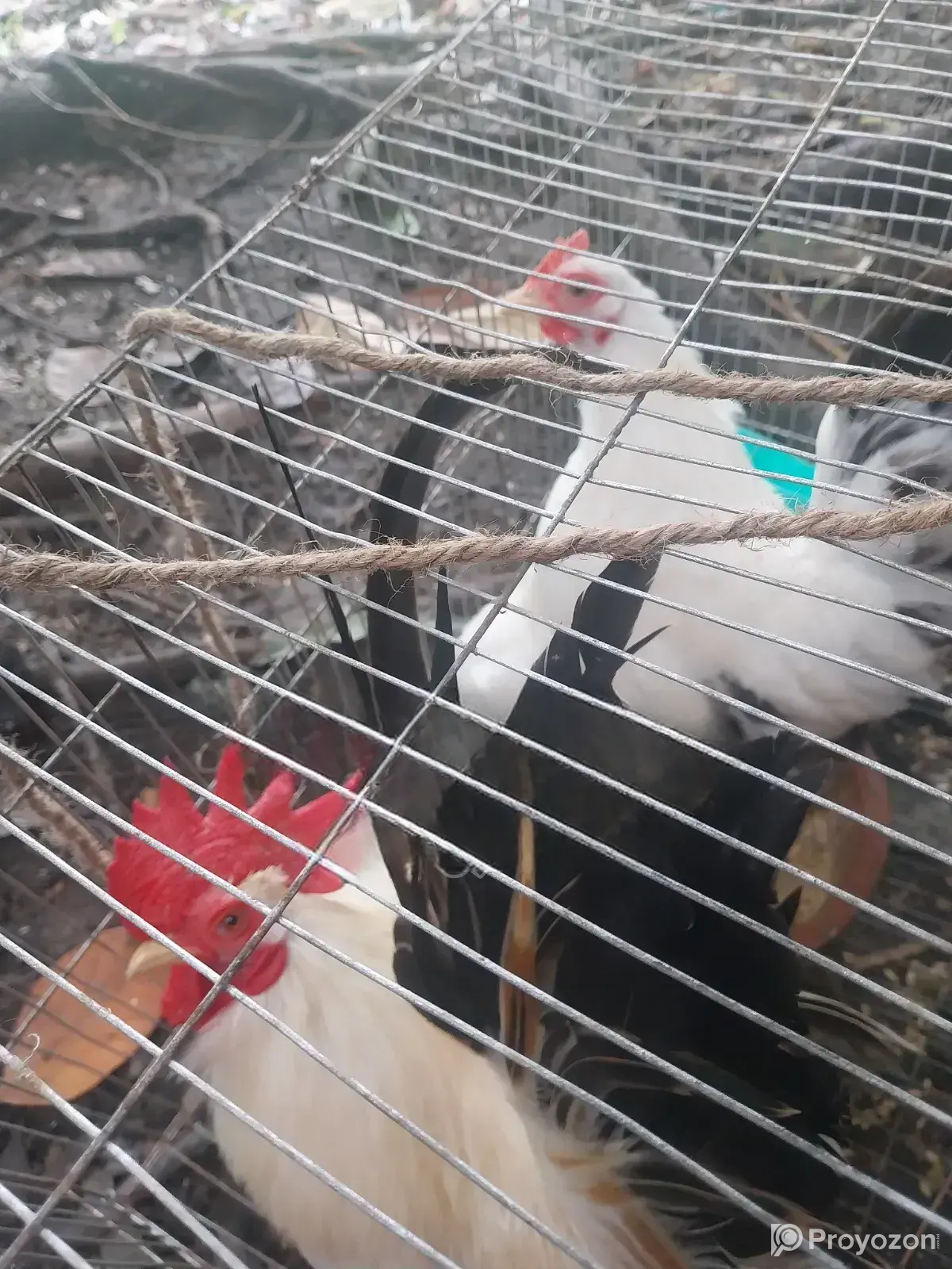 Japanese Bantam