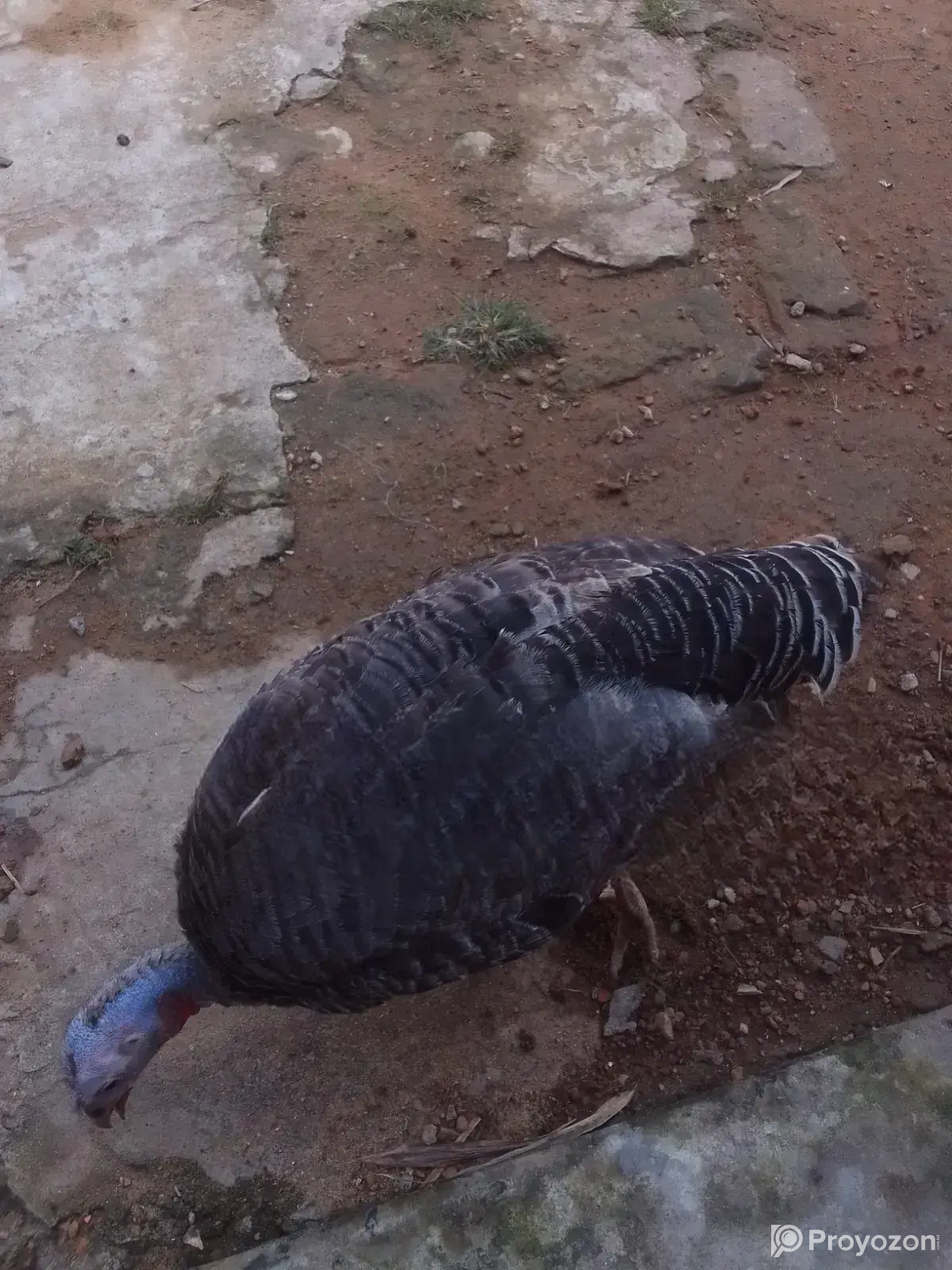 Turkey