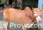Desi Goru