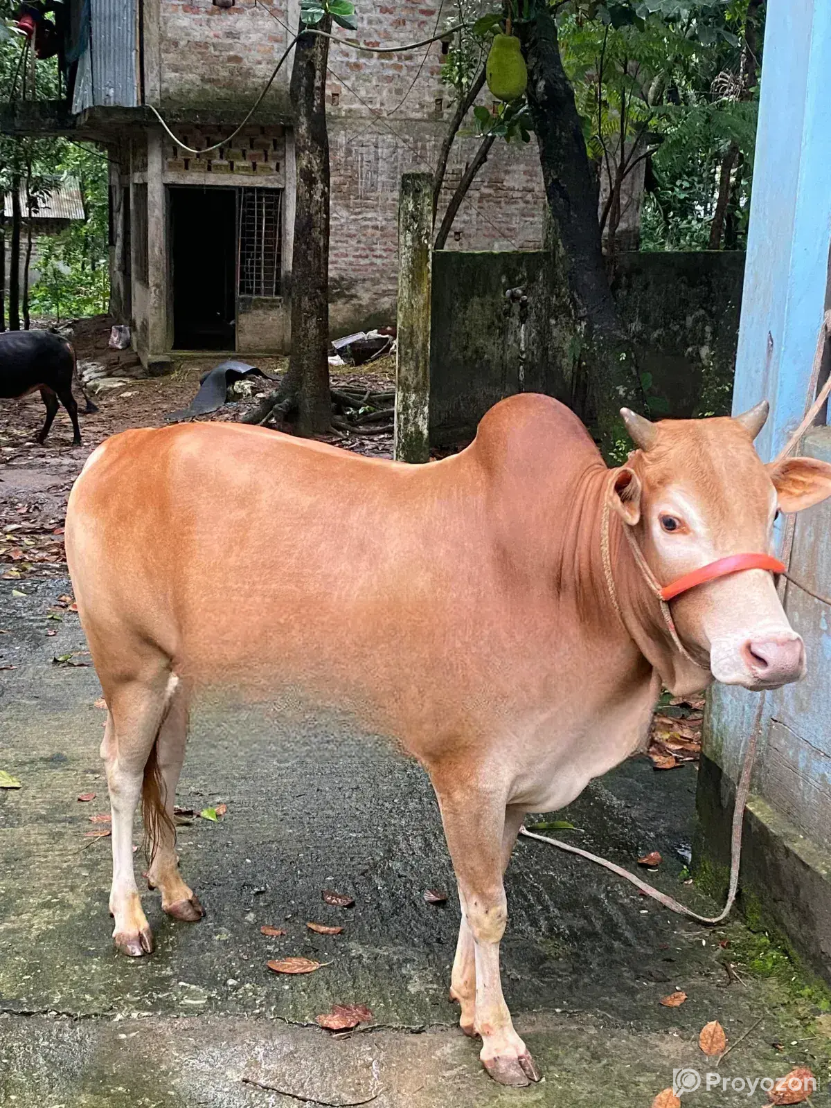 Desi Goru