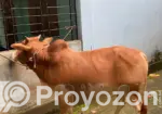 Desi Goru